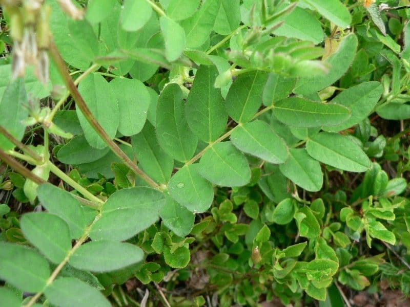 Astragalo 14