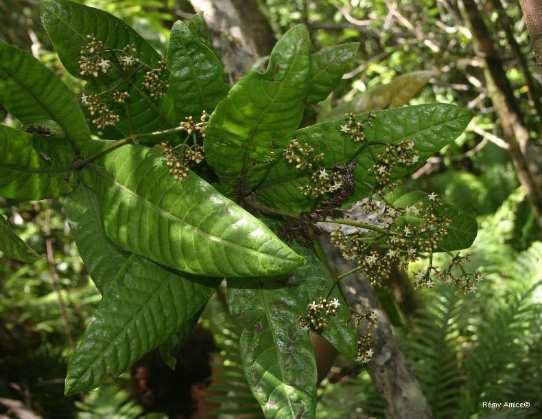 Psychotria 9