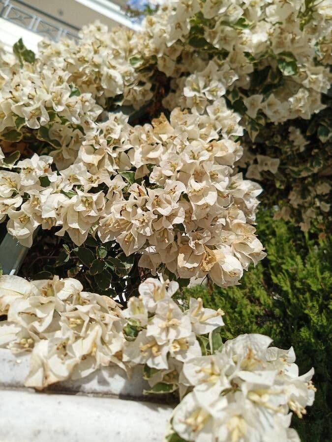 Bugenvilea 3
