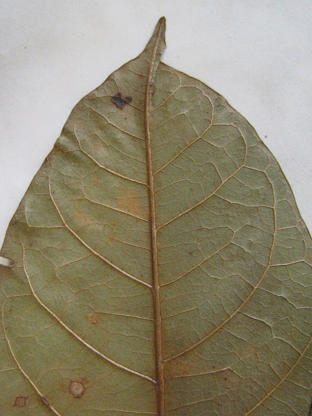 Eriotheca 14