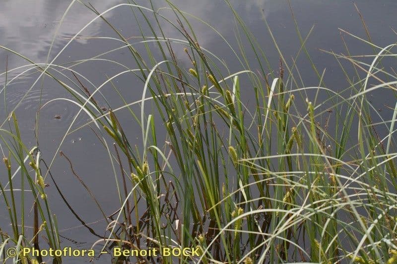 Carice rostrata 27