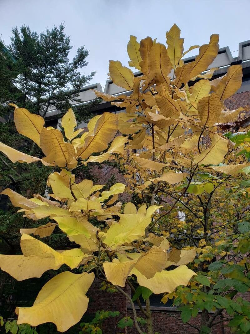 Magnolia à grandes feuilles 12