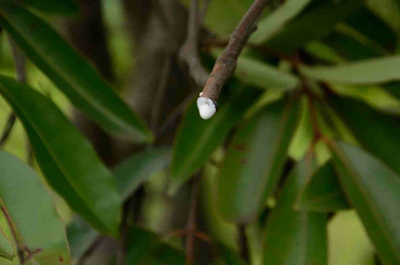 Hancornia 11