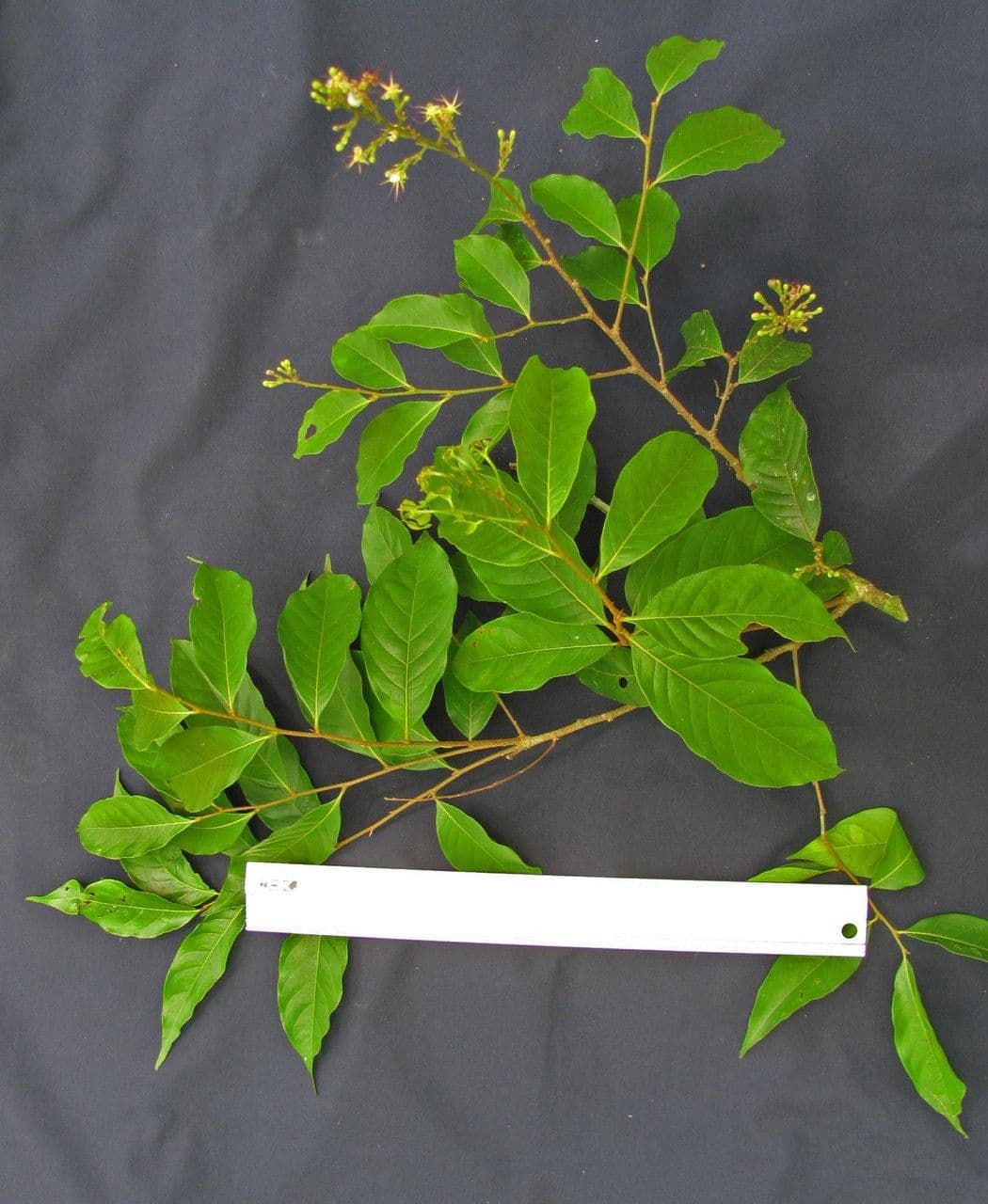 Hirtella triandra 23