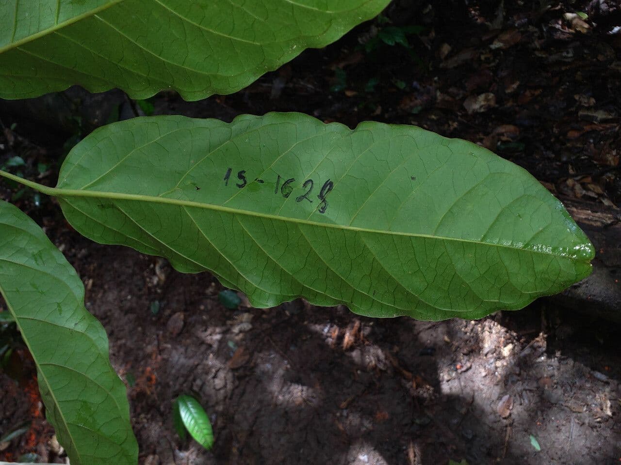 Schefflera 6