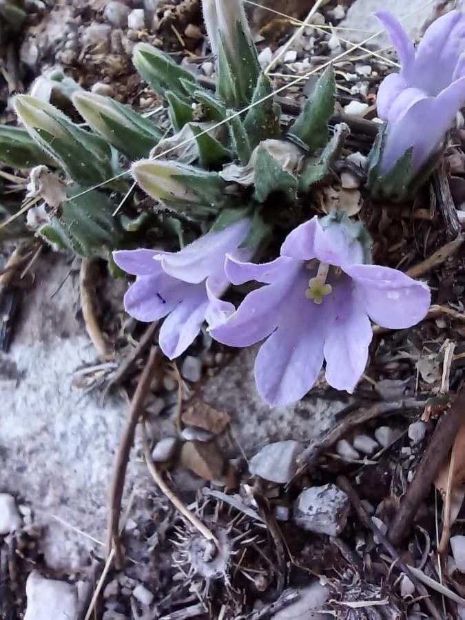 Campanula 10
