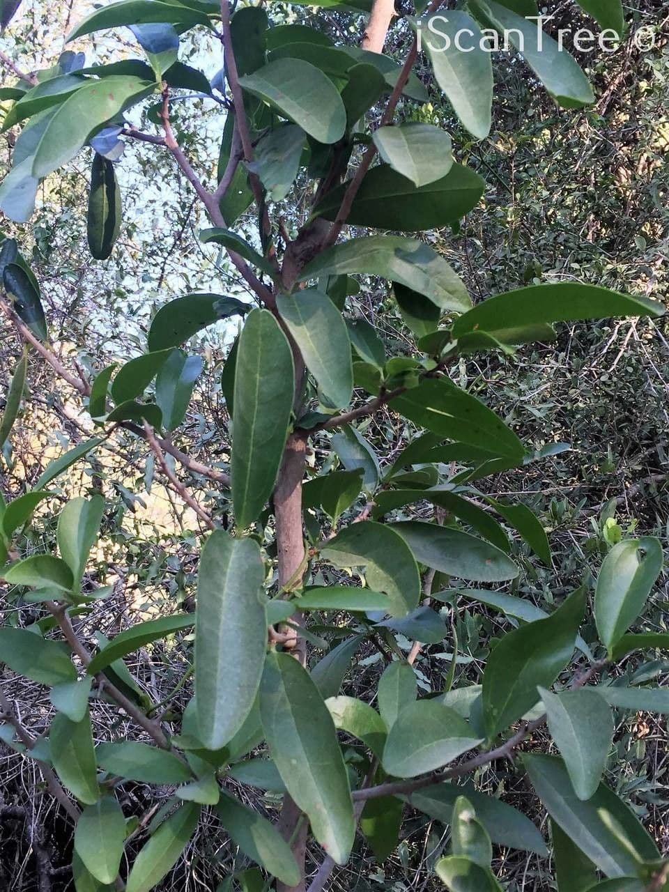 Ximenia caffra 2