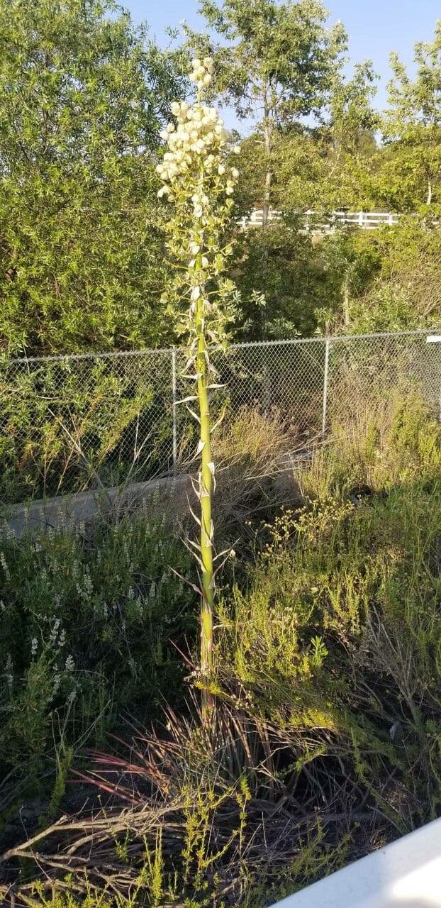 Brazos-Fluss-Yucca 6