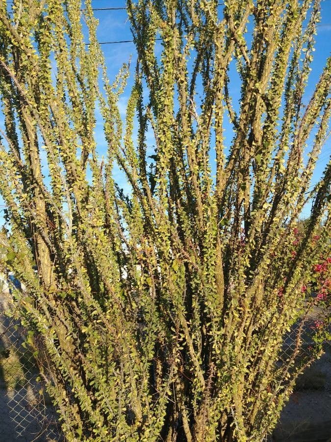 Ocotillo 17