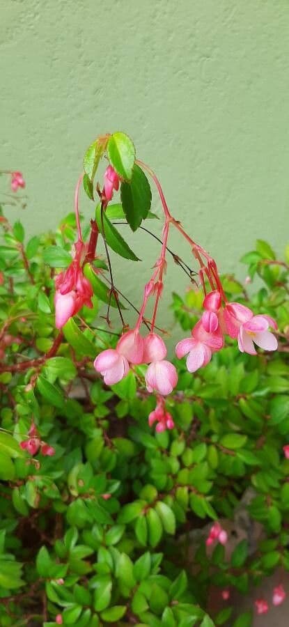 Fuchsienblättrige Begonie 7