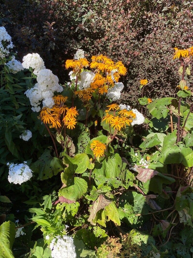 Ligularia dentata 4
