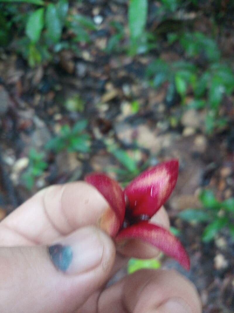 Anone à fleurs rouges 2