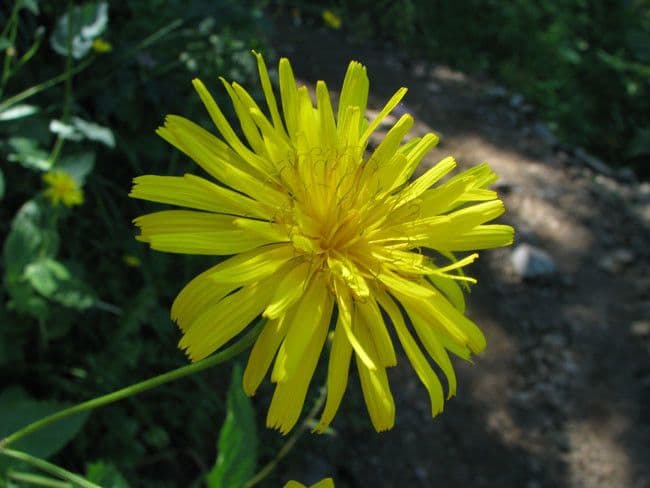 Radicchiella 3