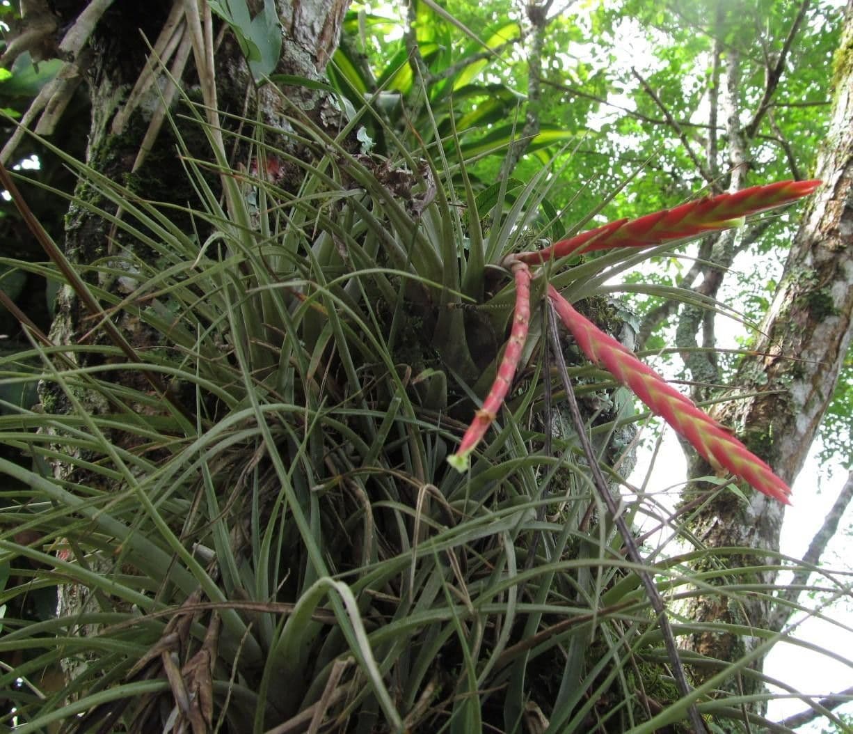 Tillandsia 3