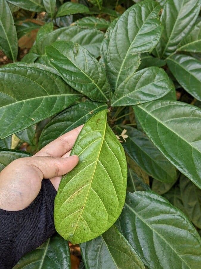 Cola 15