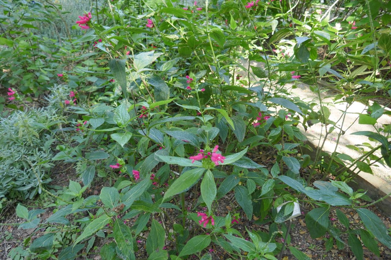 Salvia 7