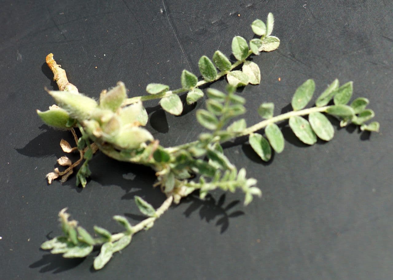 Astragalo 8