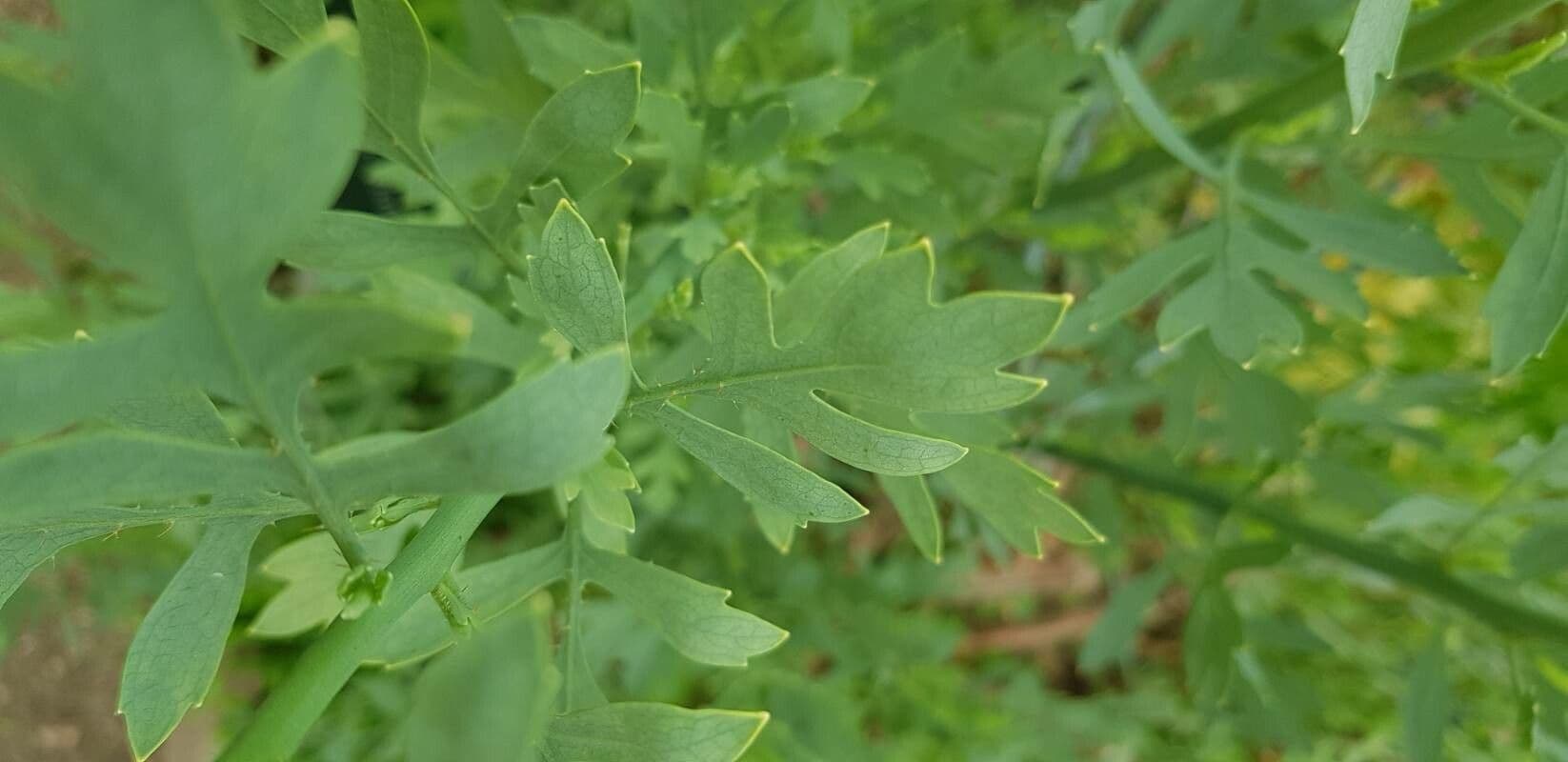 Romneya Coultera 16