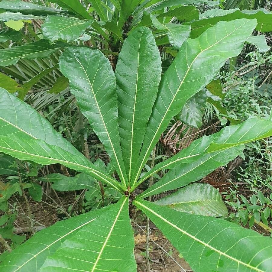 Barringtonia 14