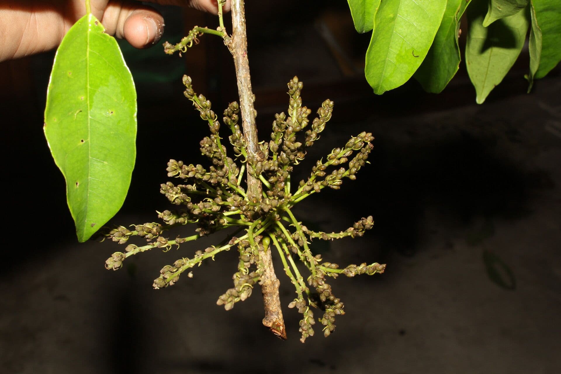 Pterocarpus 3