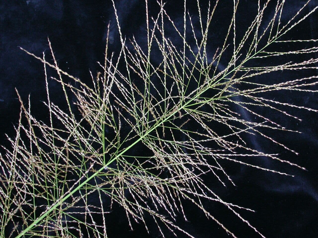 Dicliptera paniculata 7
