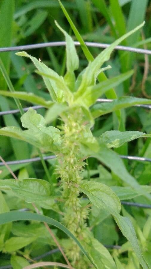 Parietaria pensilvanica 7