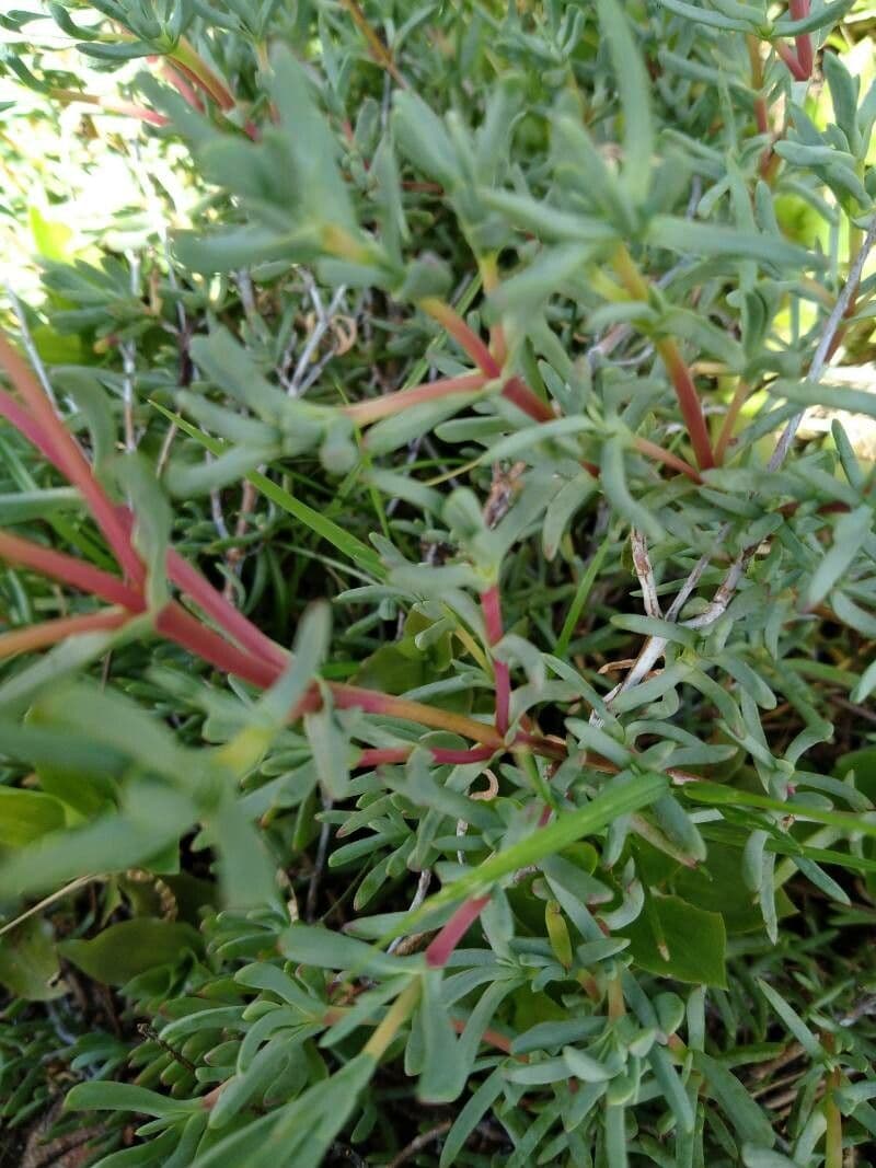 Lampranthus 9