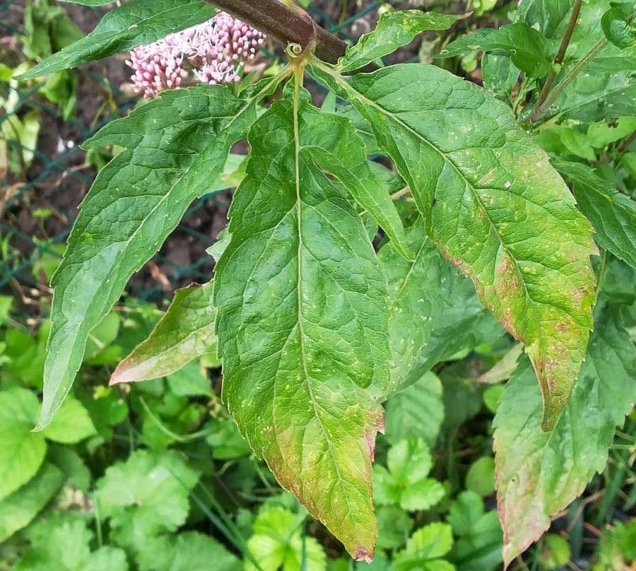 Eupatorio 16