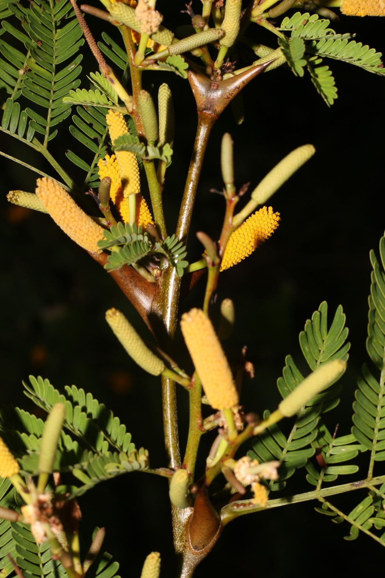 Vachelia Collinsova