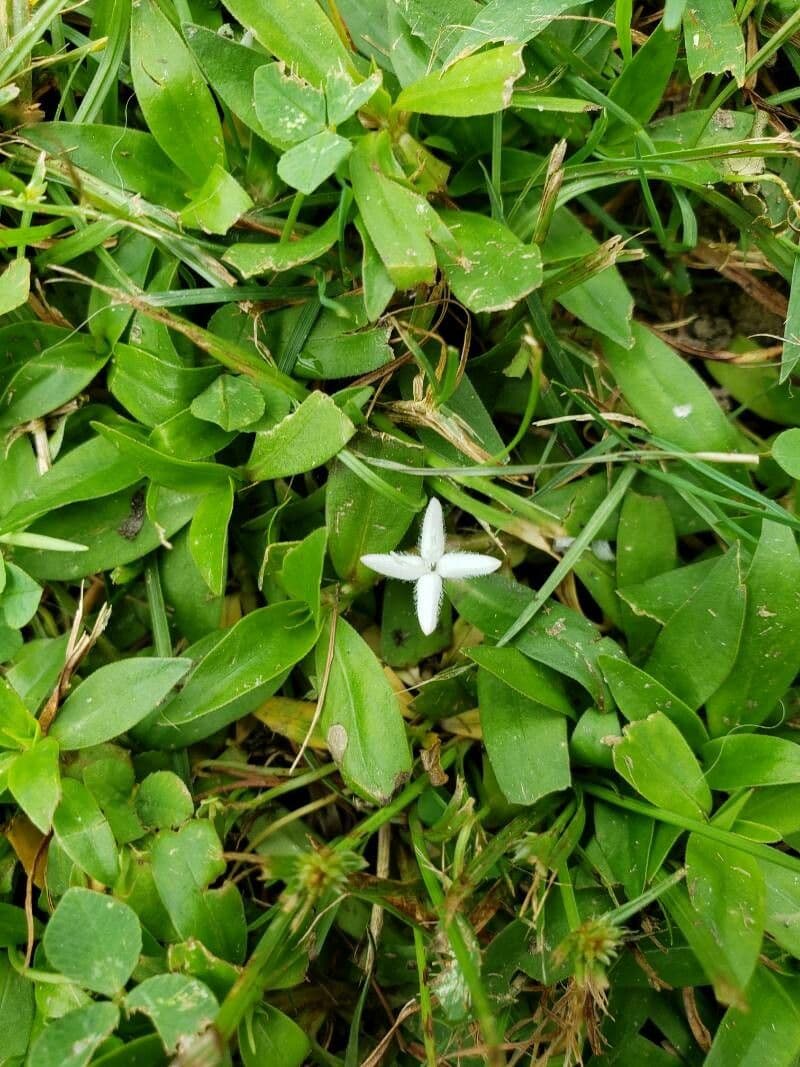 Diodia virginiana 10