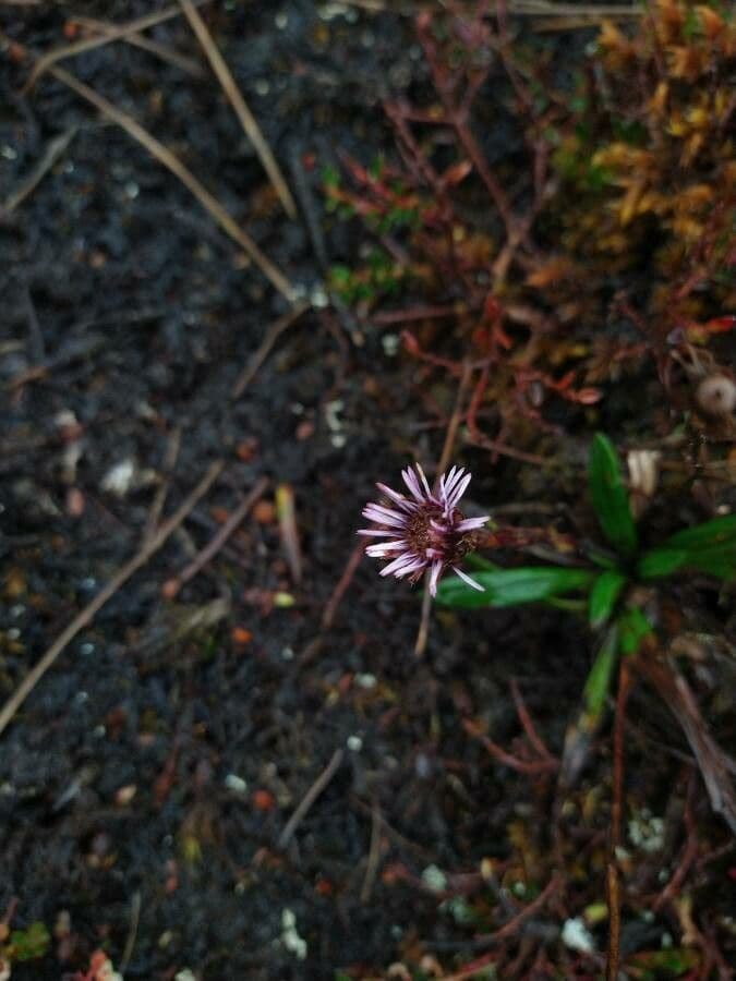 Andyjsky aster 7