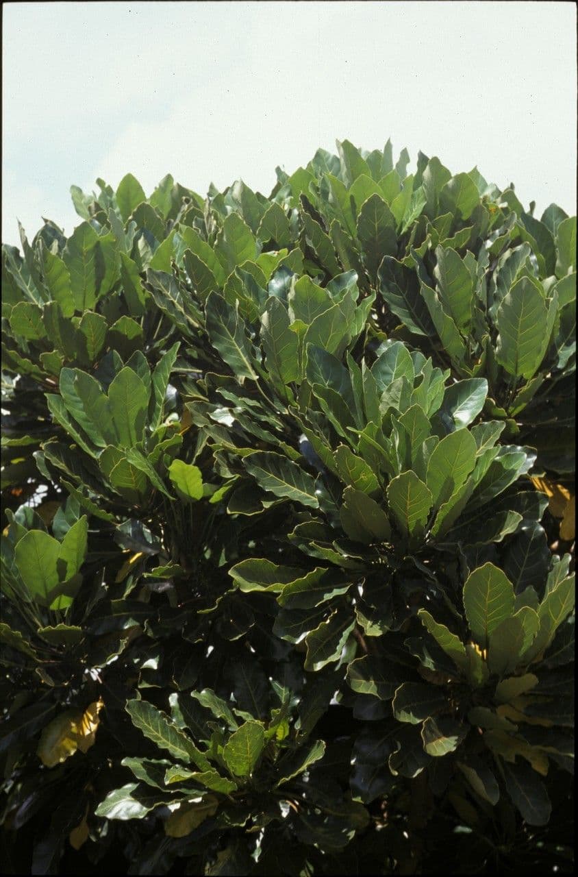 Meryta 8