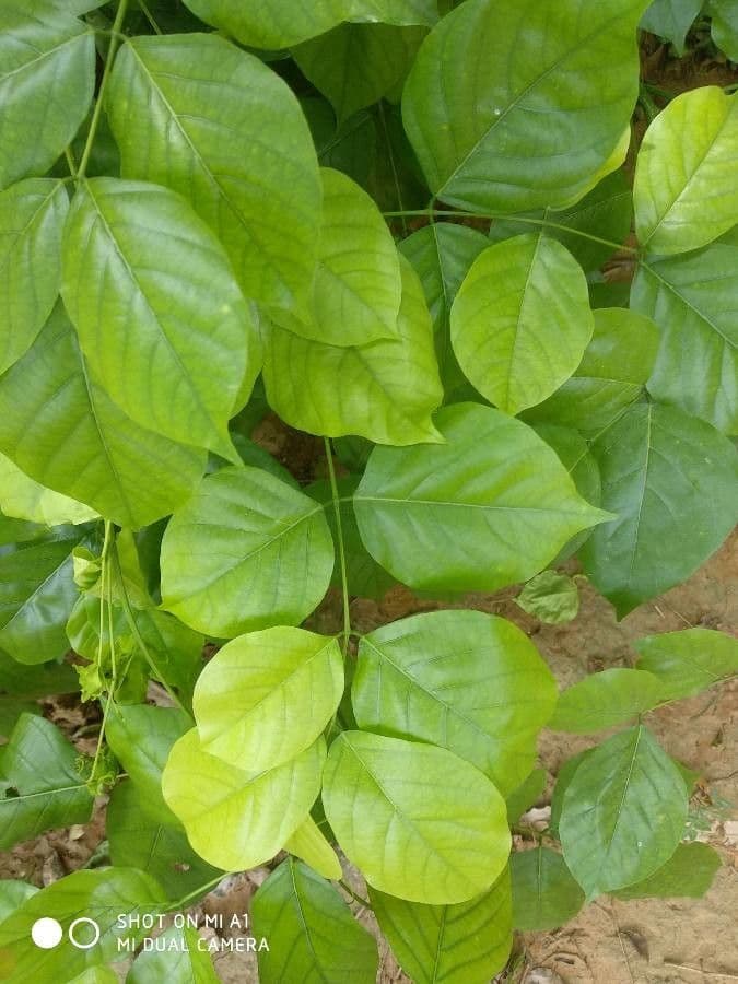 Pongamia 20