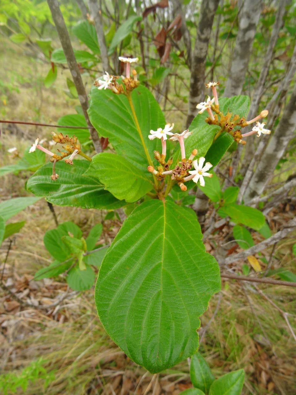 Guettarda scabra 17