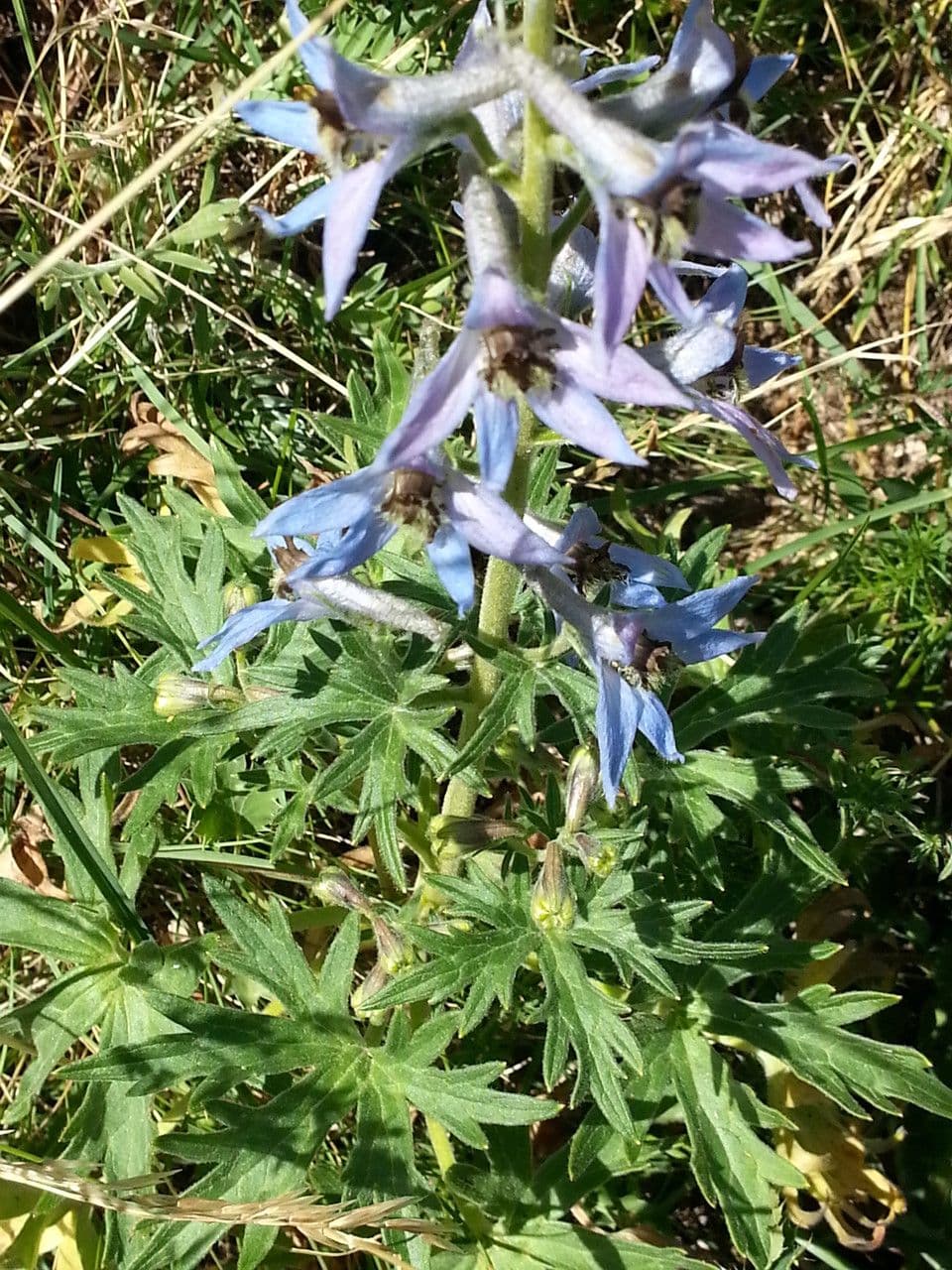 Delphinium 5