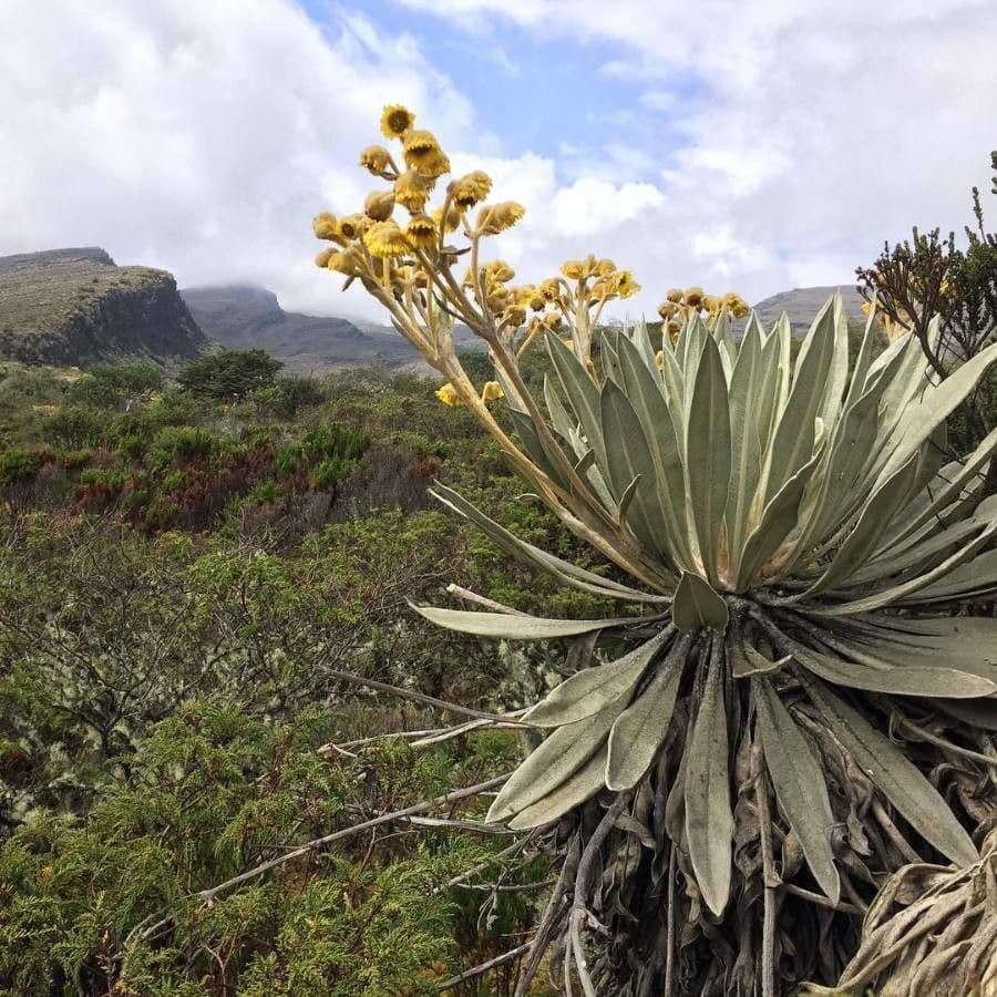 Frailejón 4