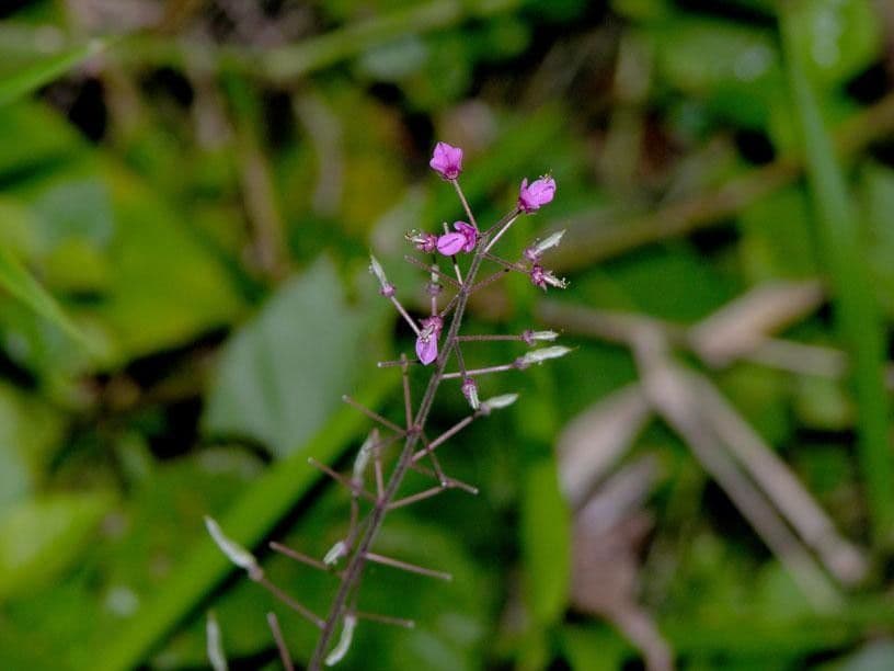 Desmodium 6