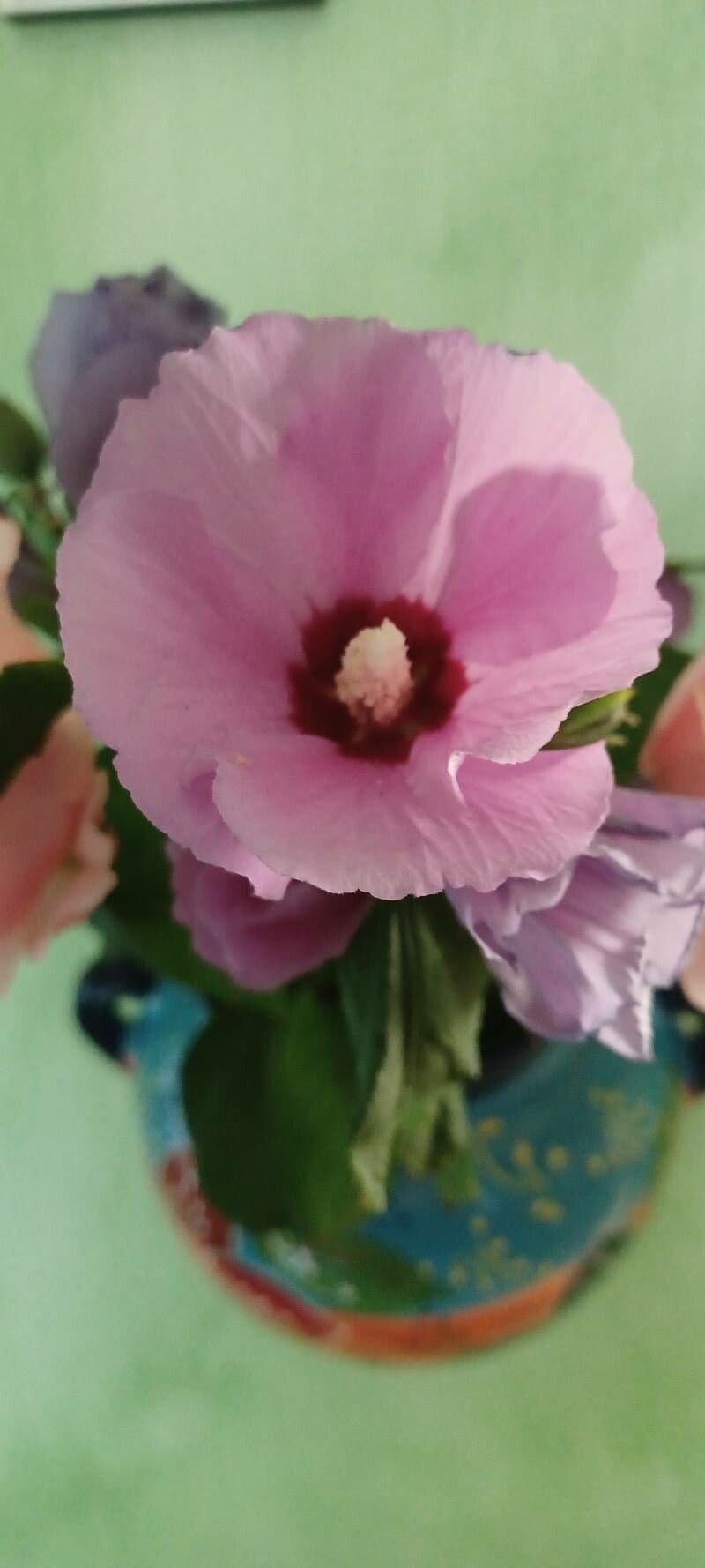 Hibiskus syryjski 4