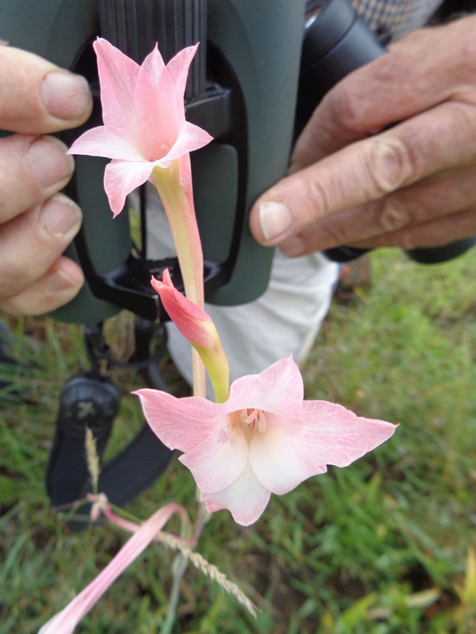 Gladiole 18