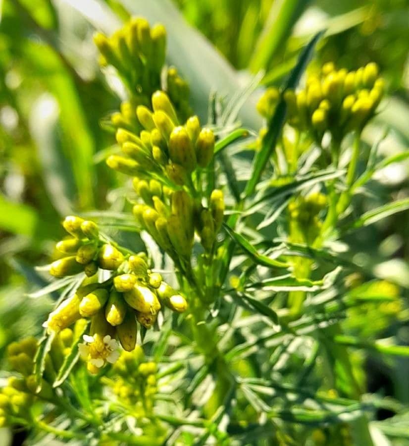 Tagetes minuta 8