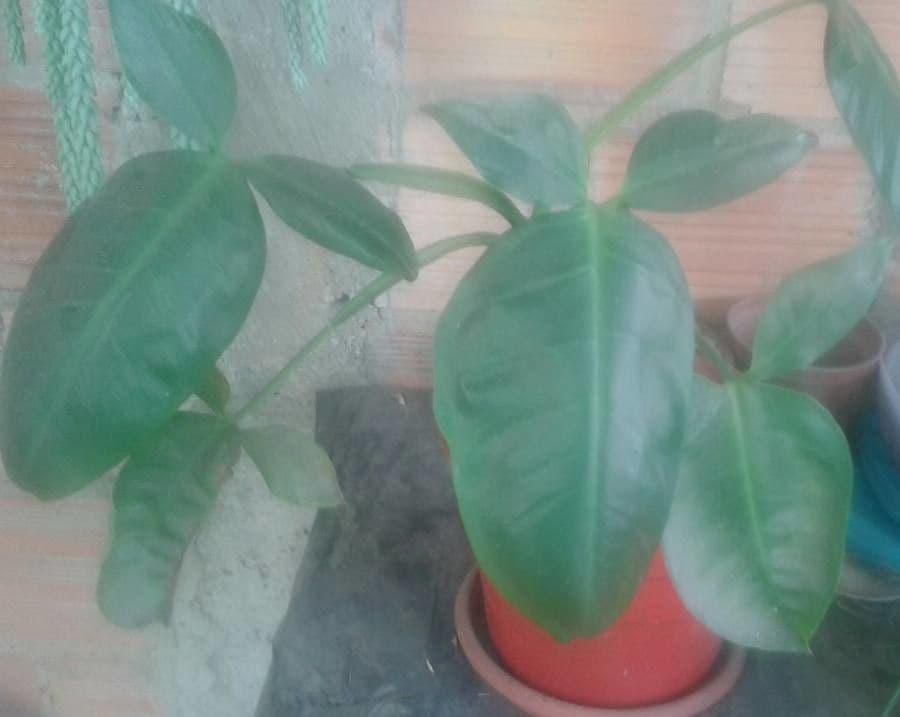 Syngonium 10