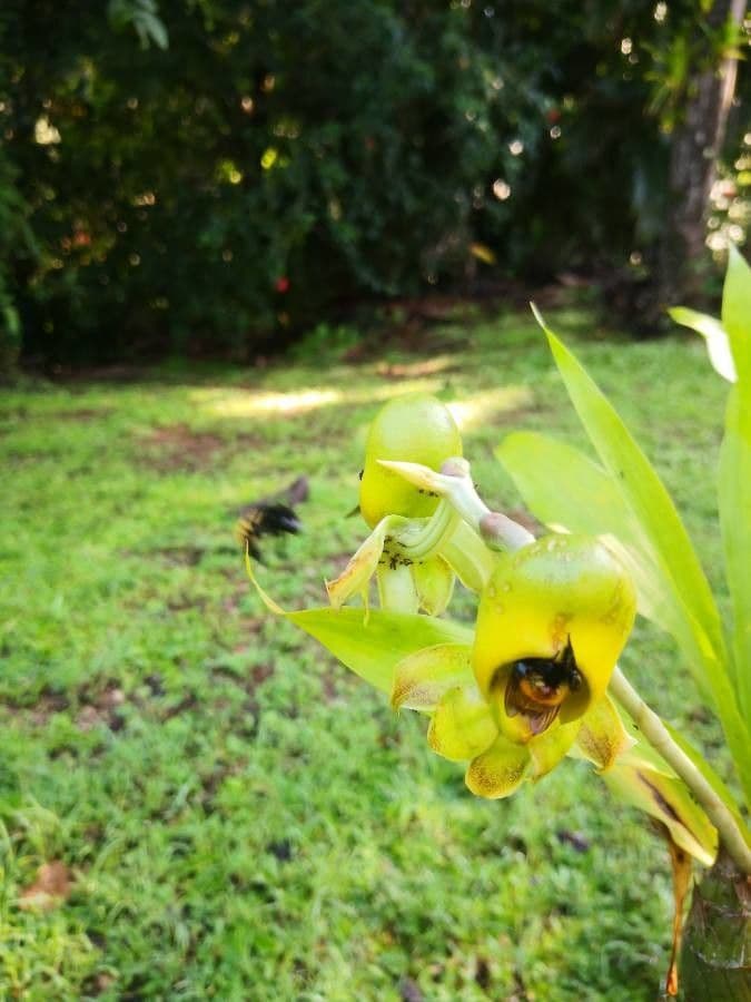 Catasetum maculato 7