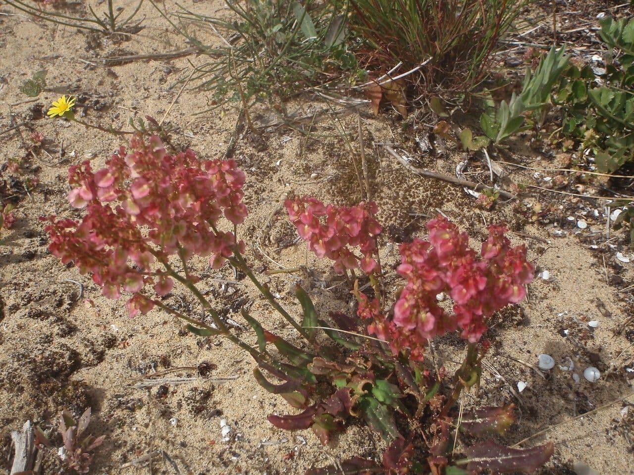 Rumex 12