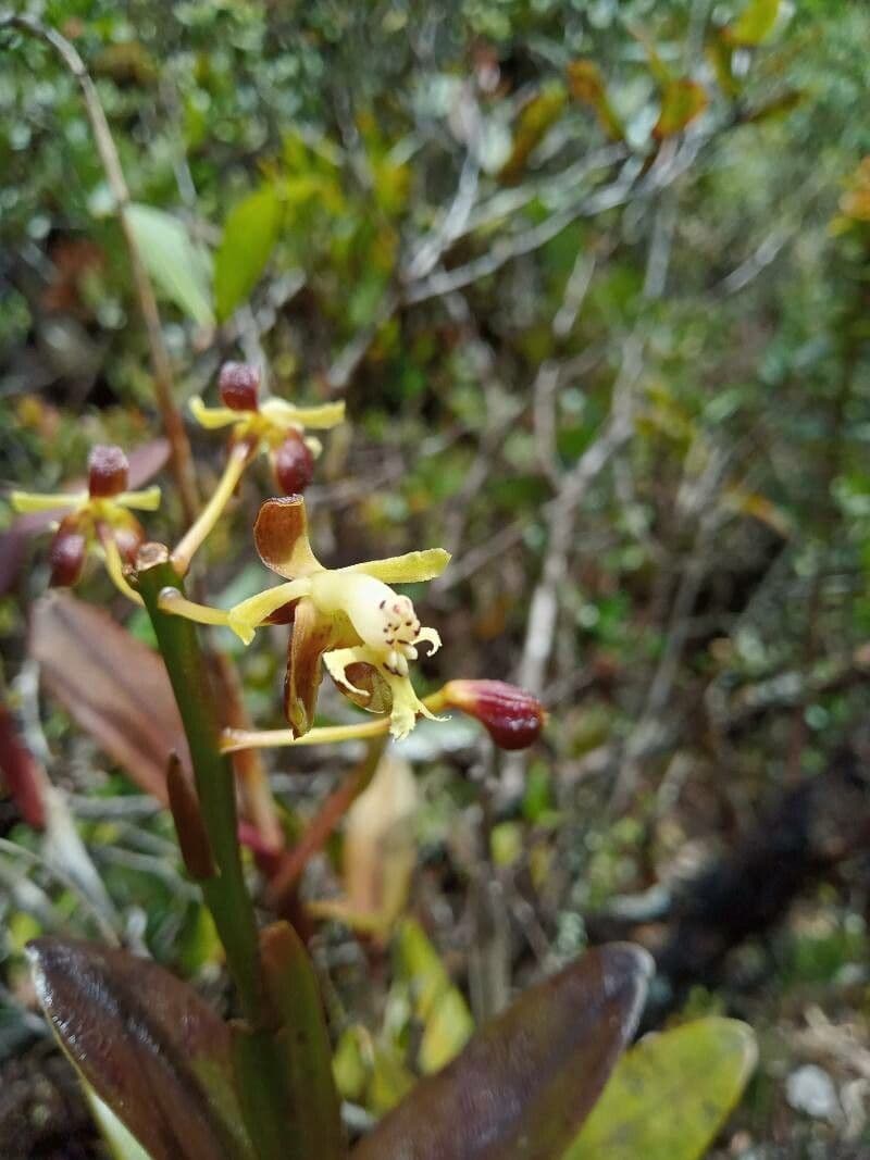 Epidendrum 6
