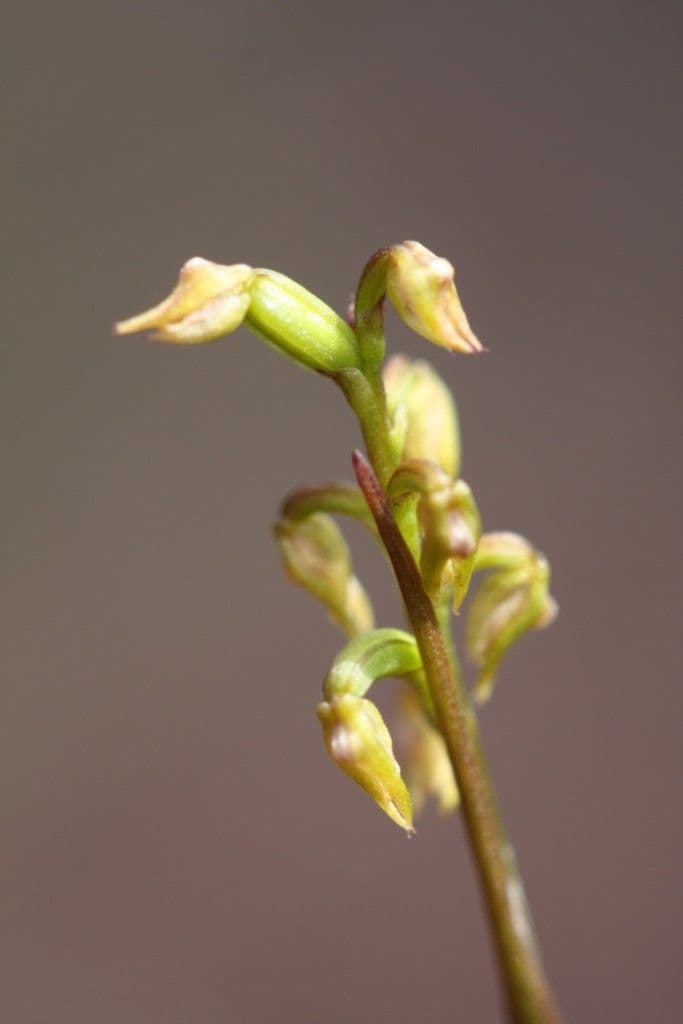 Genoplesium