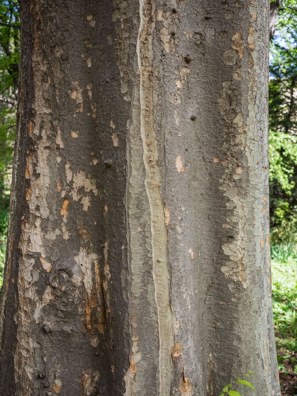 Zelkova 22