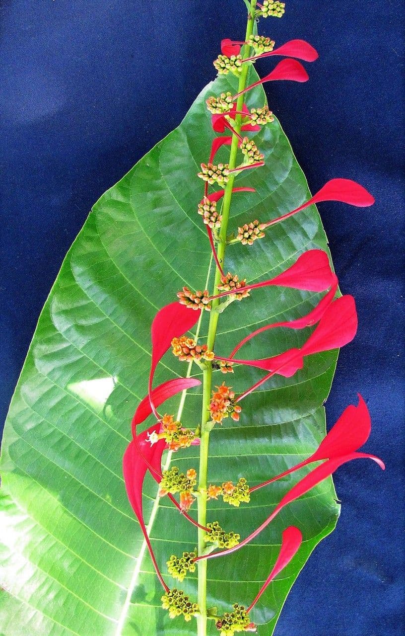 Warszewiczia coccinea 22