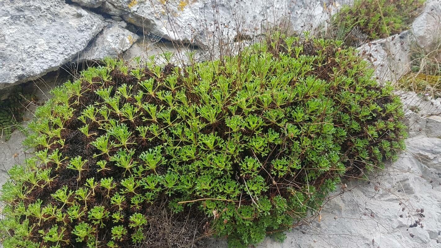 Saxifrage 13