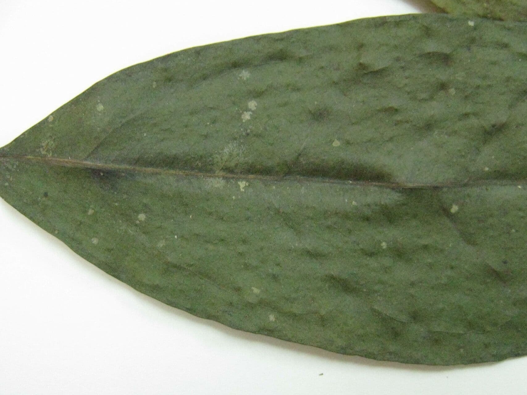 Mollinedia ovata
