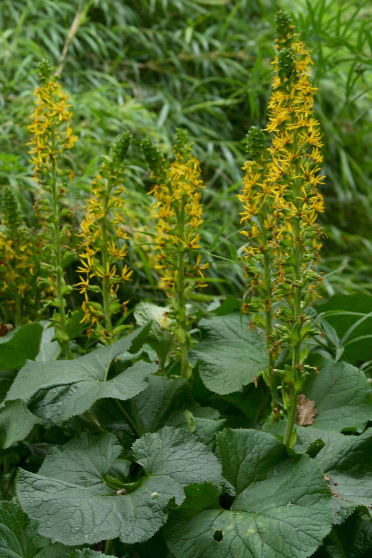 Ligularia